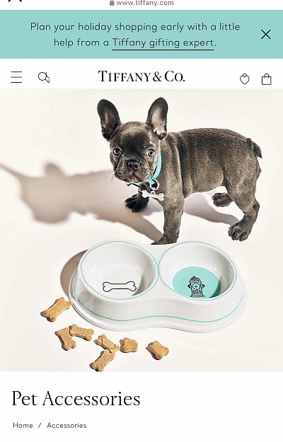 Tiffany & Company French bulldog Puppy
