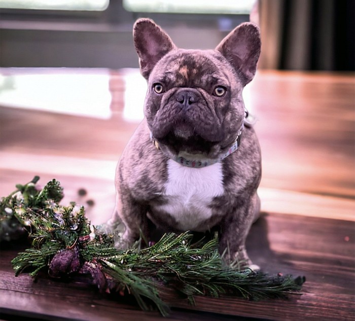 Chocolate brindle hot sale french bulldog