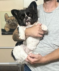 Fluffy French bulldog female