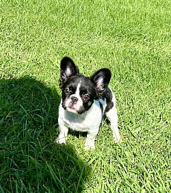 Fluffy French bulldog Pennsylvania