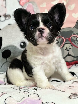 Fluffy French bulldog Pennsylvania